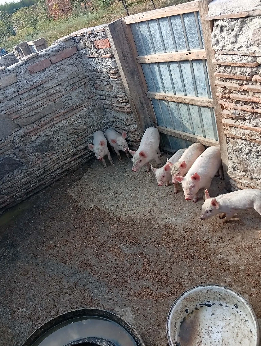 Vând purceii marele alb cu duroc 