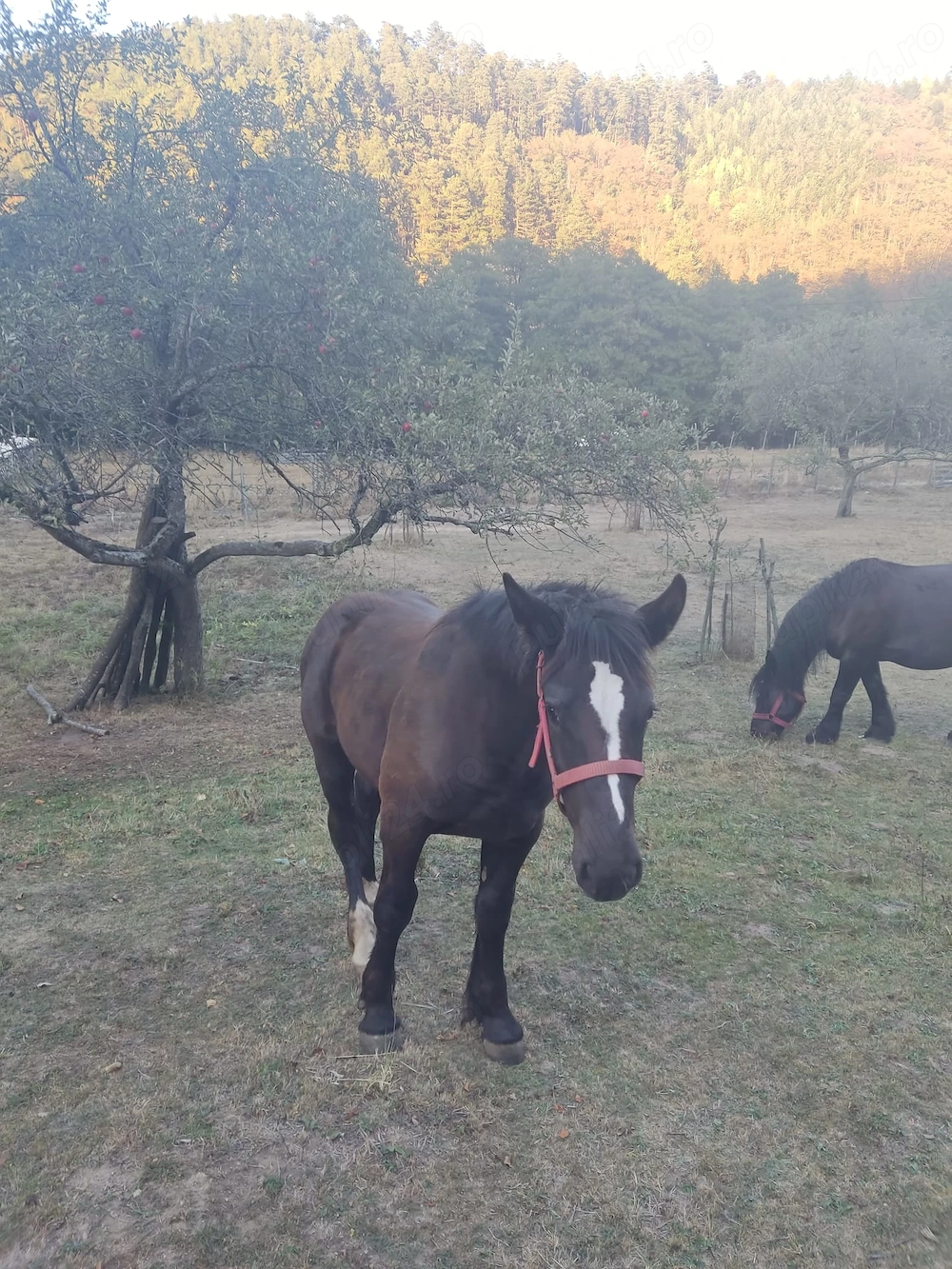 Se vinde mânz rasă grea
