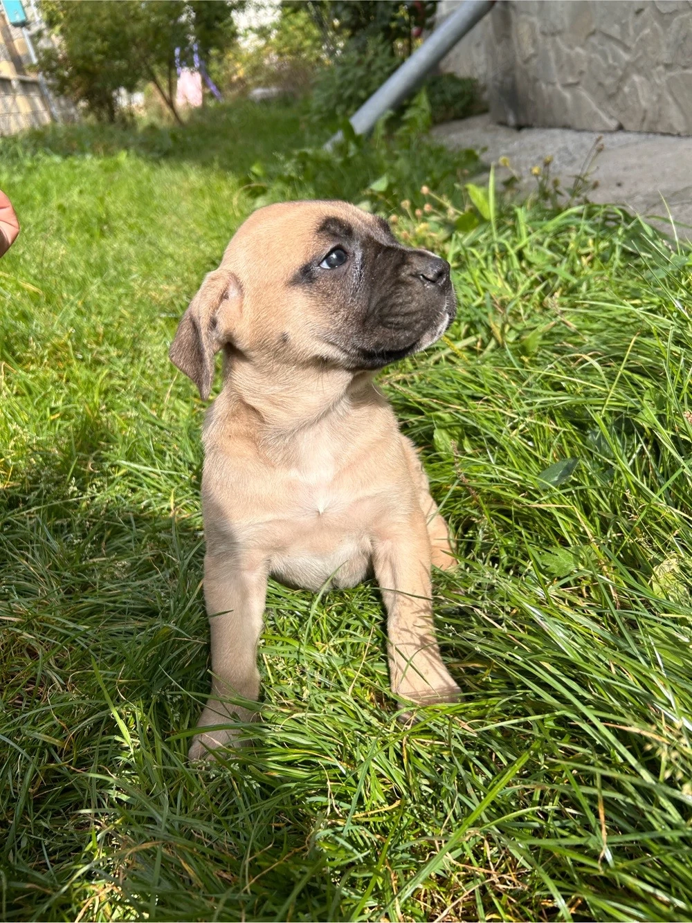 Vând pui Cane Corso 