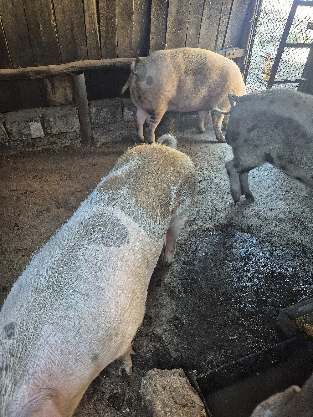vand porci