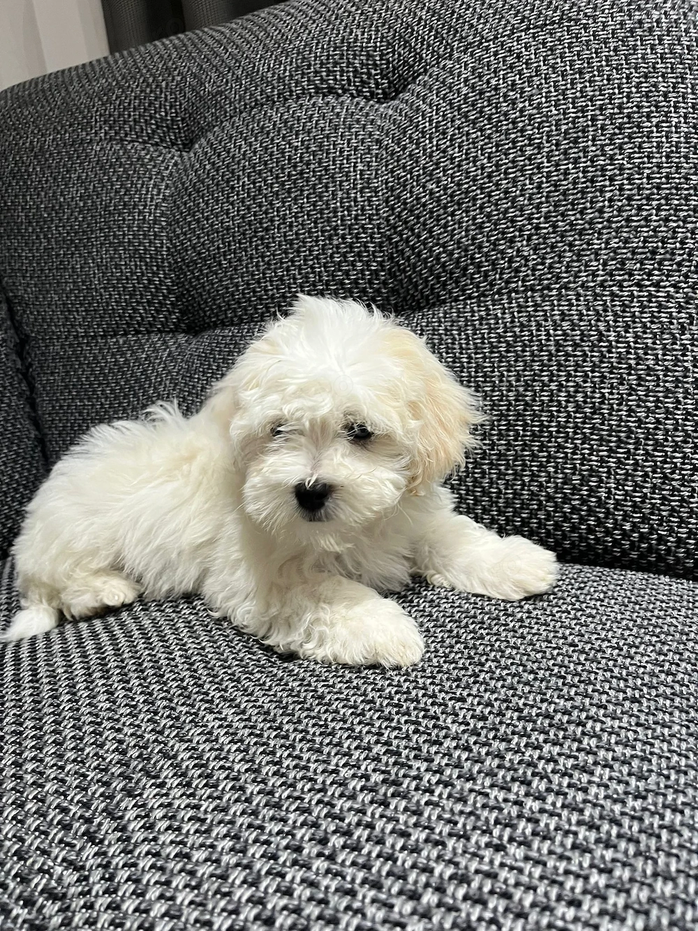 Bichon maltez puiut 2 luni