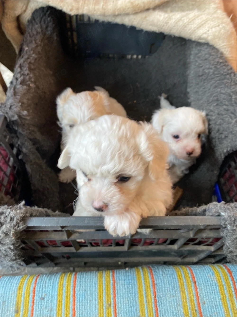 Bichon Maltez rasă pură