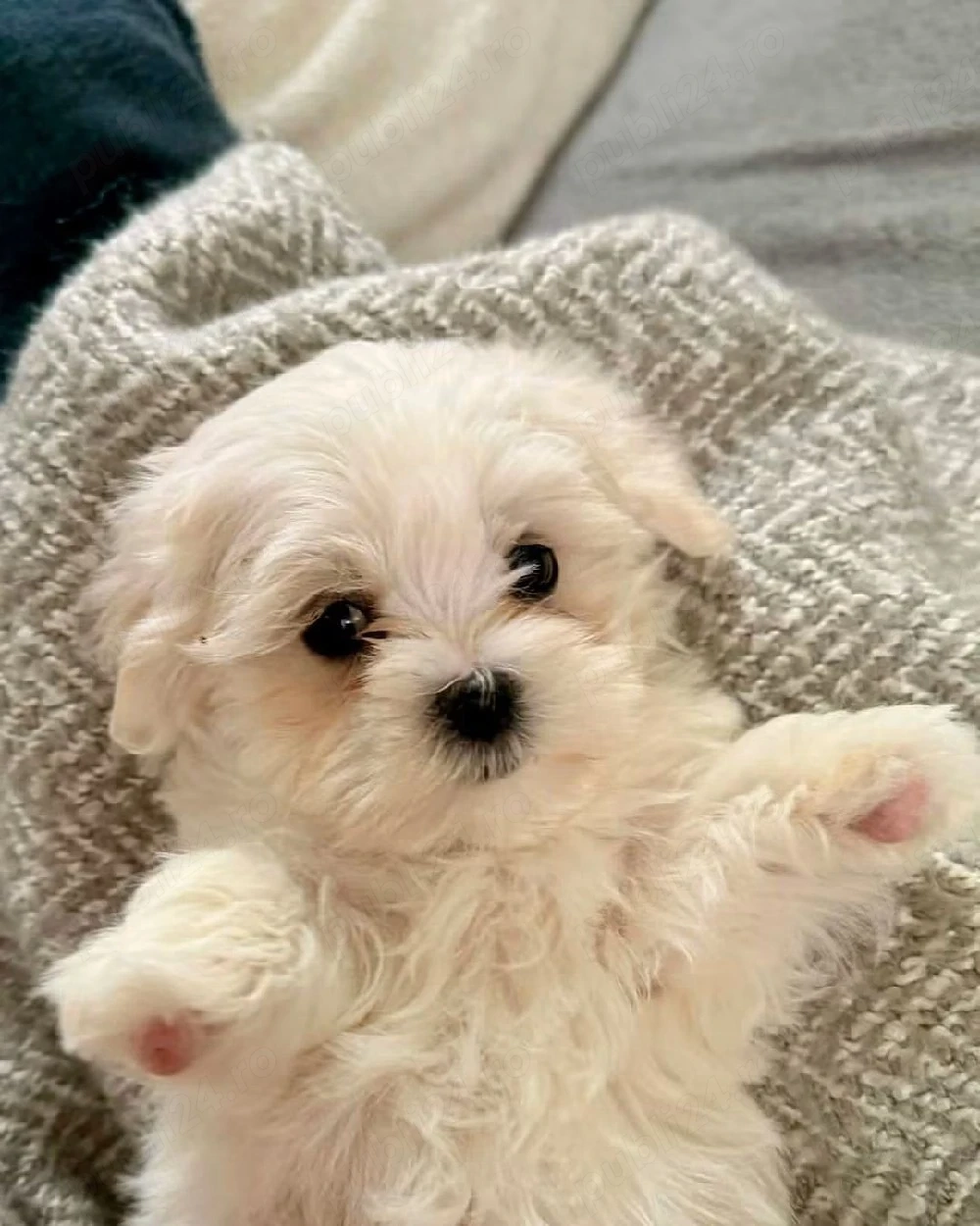 Bichon Maltese cu pedigree 