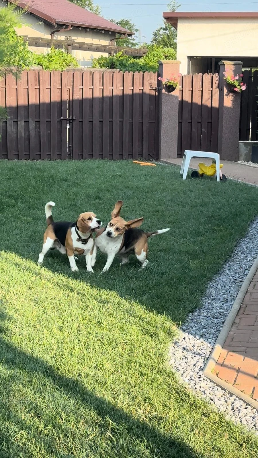 Pui Beagle   5 fetițe și 3 băieței   disponibili pentru rezervare