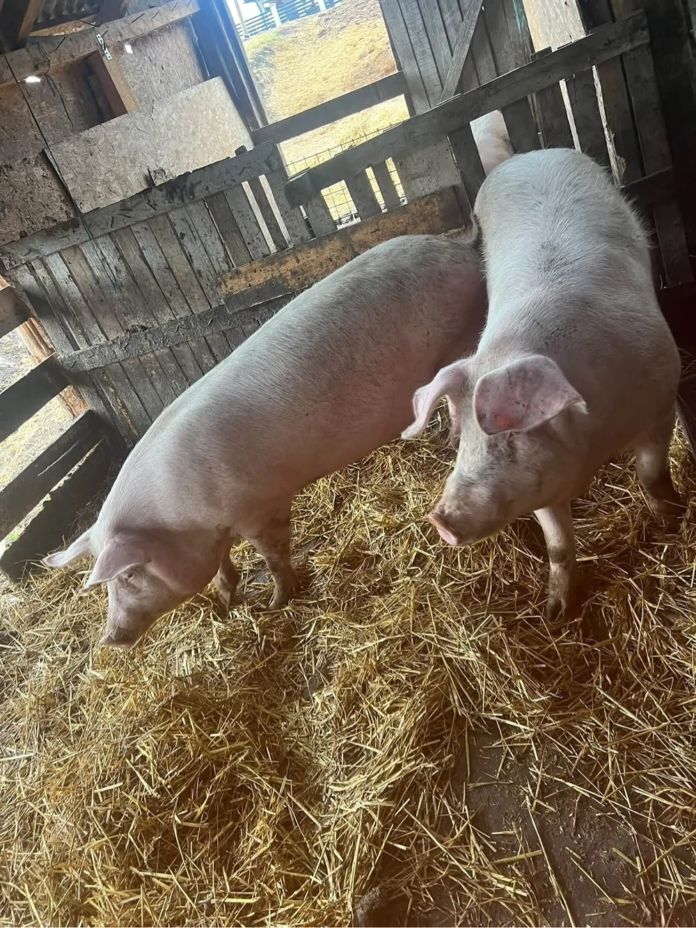 Vand porci pentrru sacrificat!  