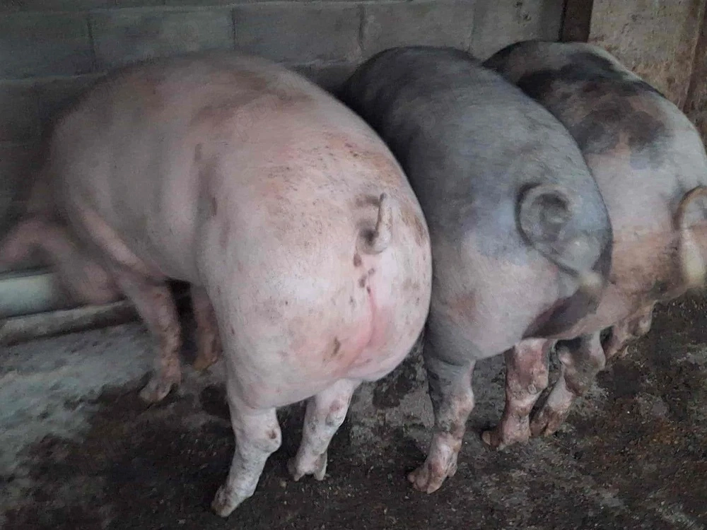  VÂND PORCI   PIETRAIN & LANDRACE