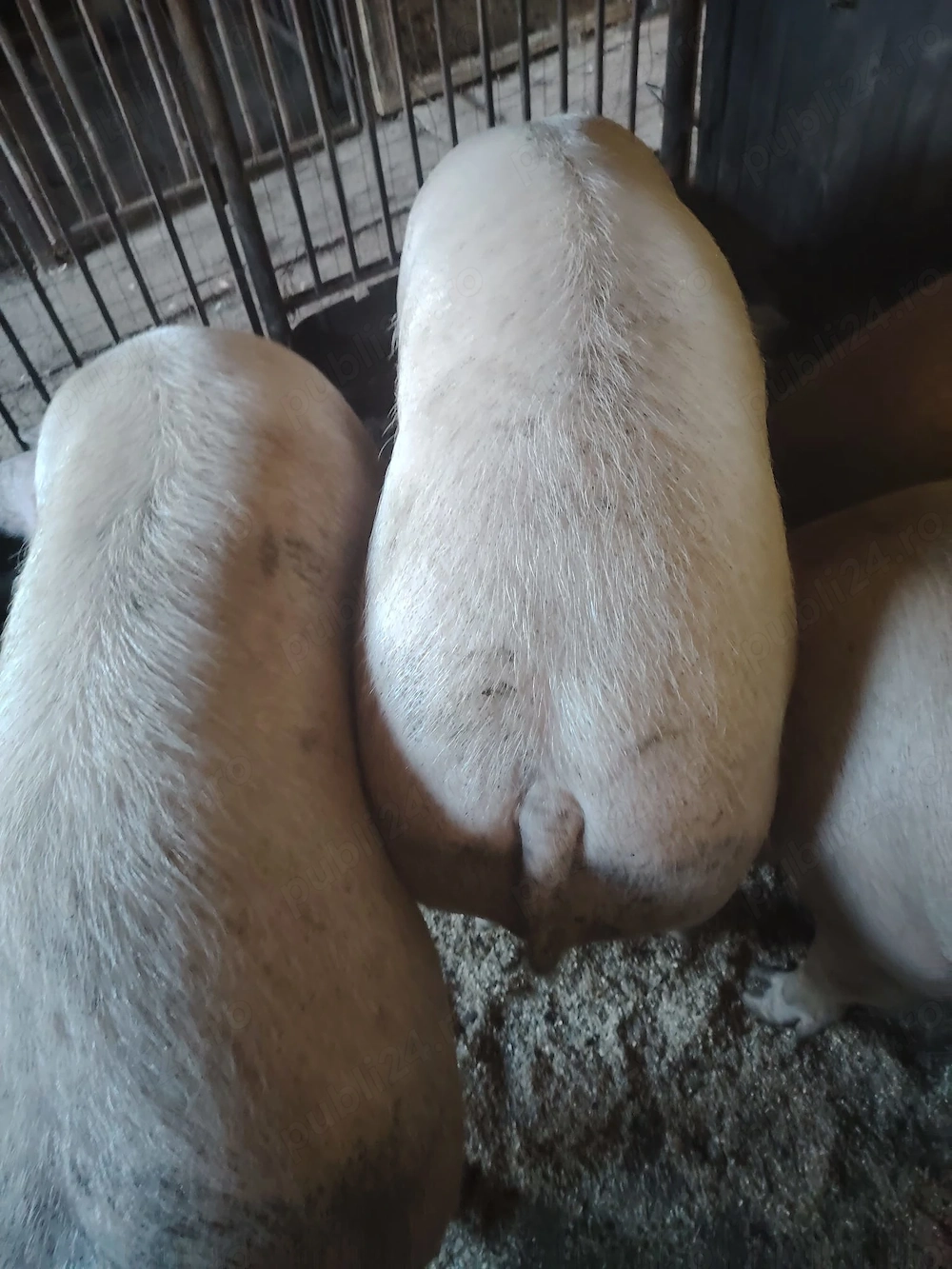 Vând 4 porci frumoși