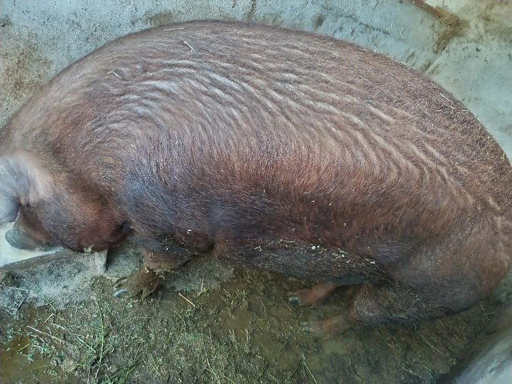 Vând porc duroc de rasă pură! l! 
