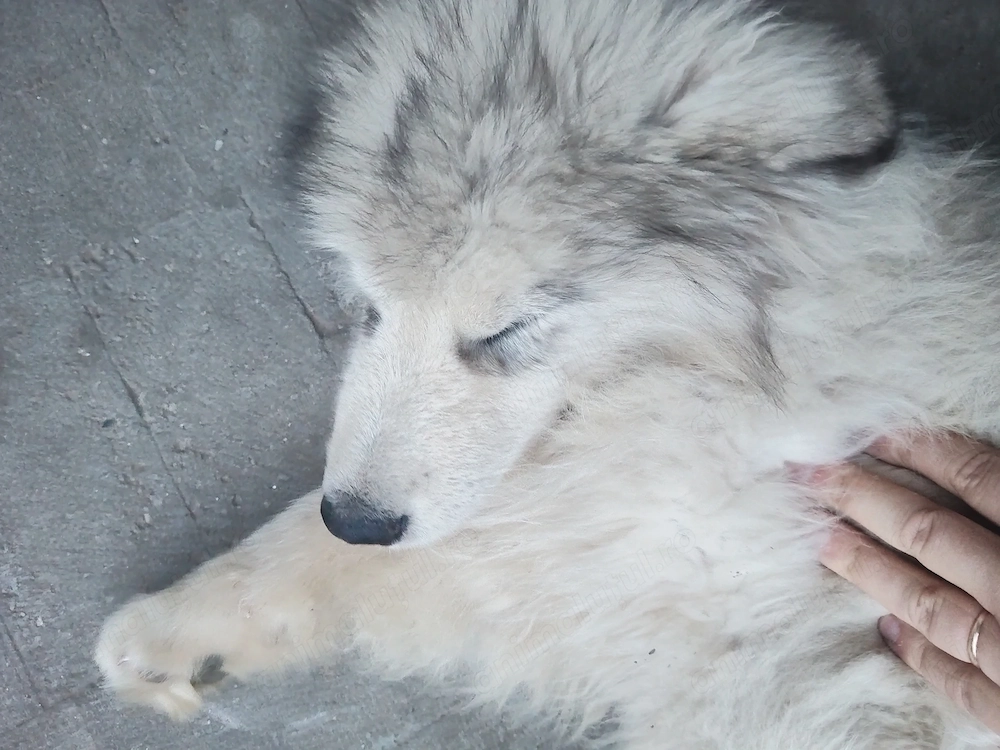malamut de alaska rasa pura  5luni