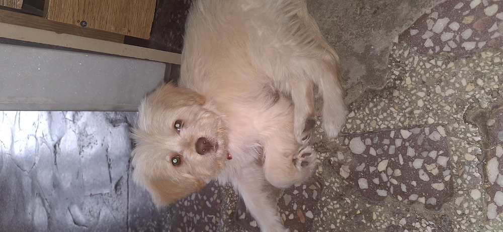 Vând  fetiță bichon  ,3 luni 