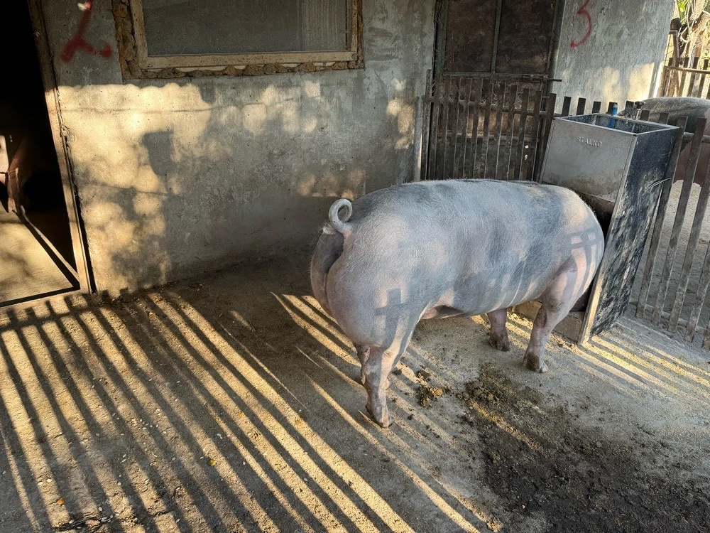 Porci de carne de vanzare