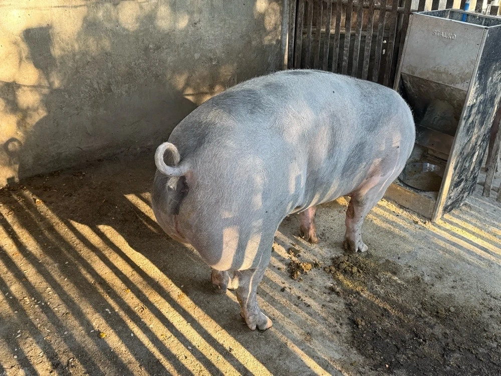 Porci mari de carne 