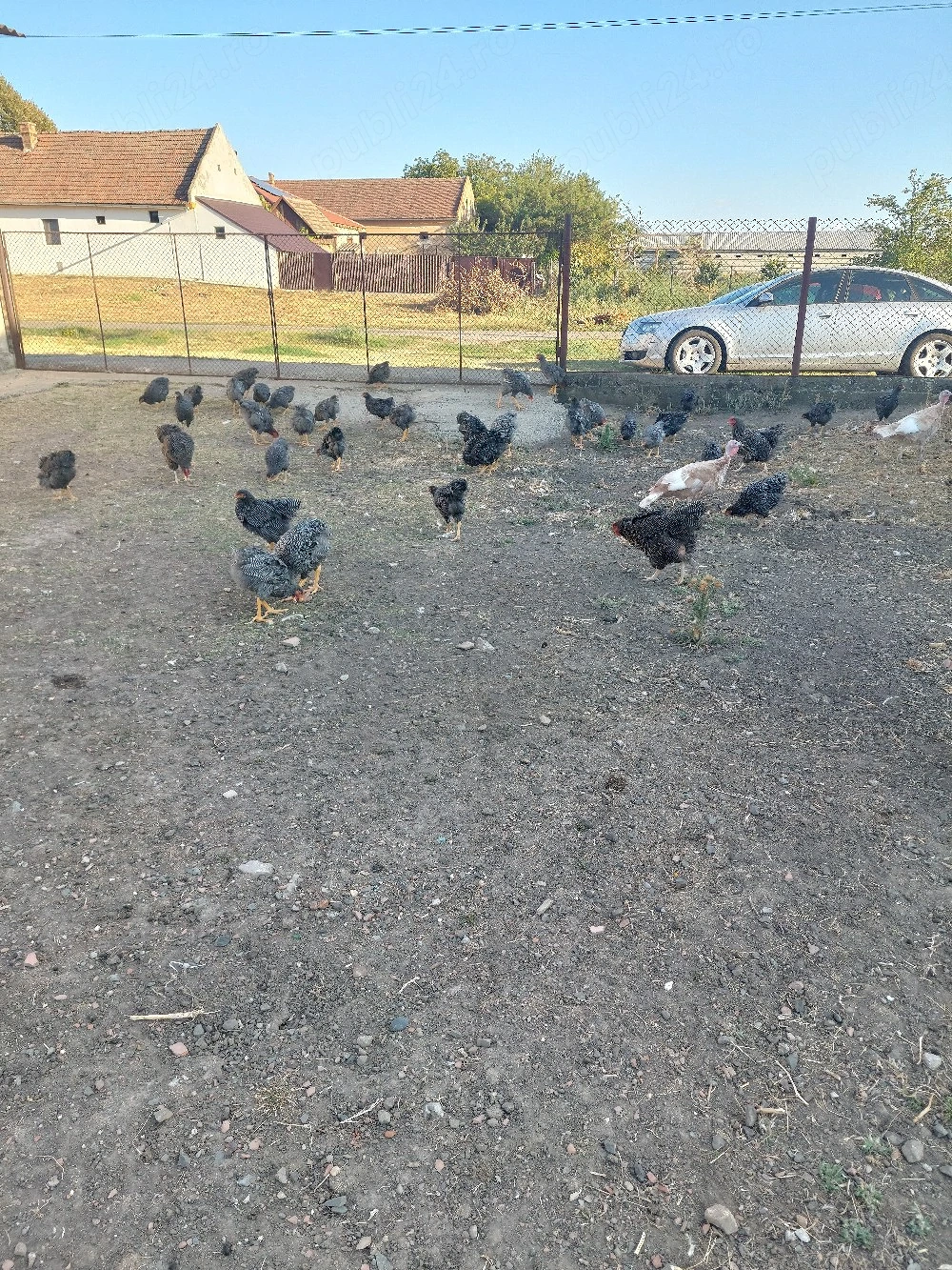 vând cocoși plymut roc barat 