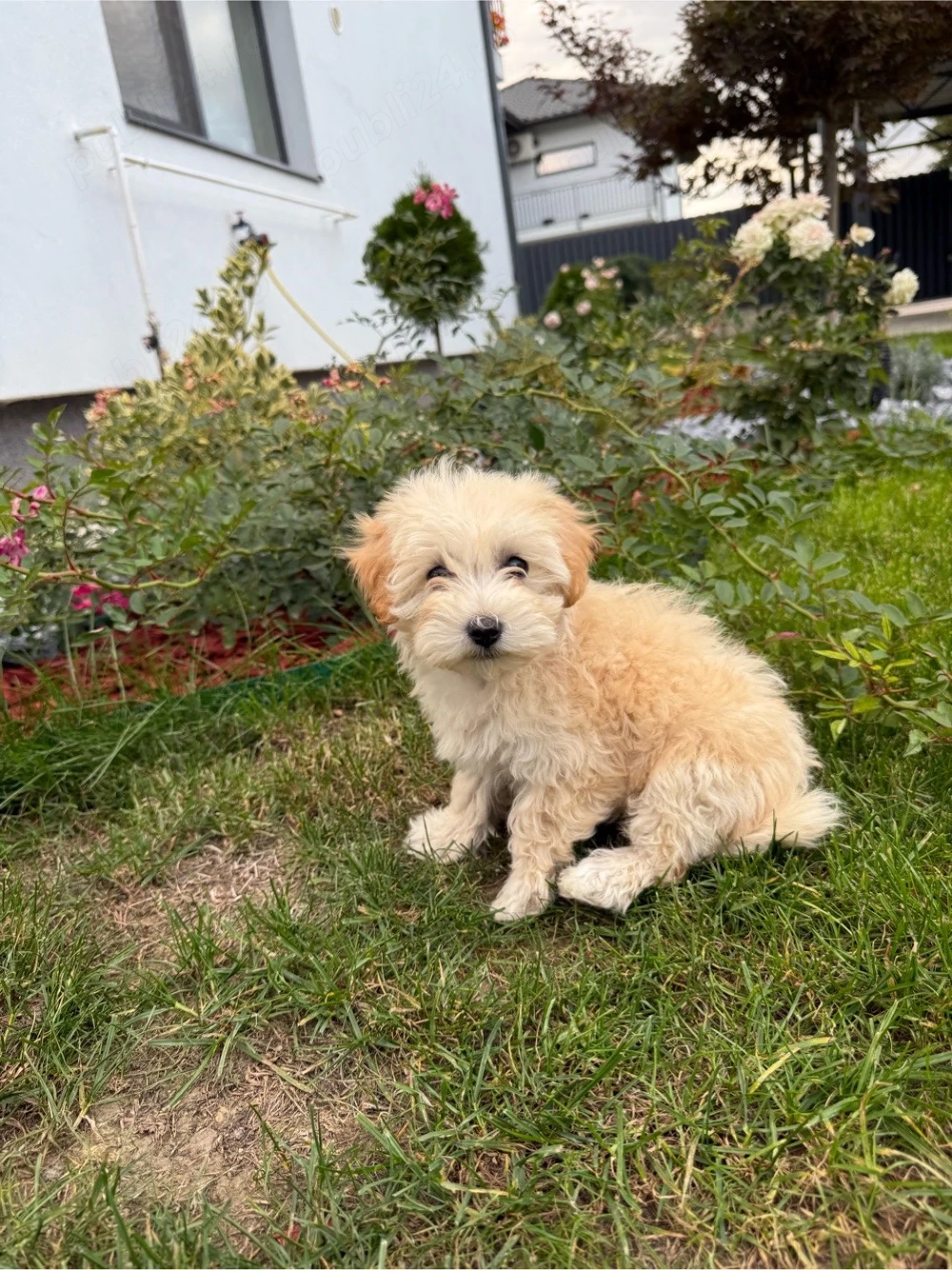 Pui femela Maltipoo, în vârstă de 2 luni si 1 saptamani culoare apricot.