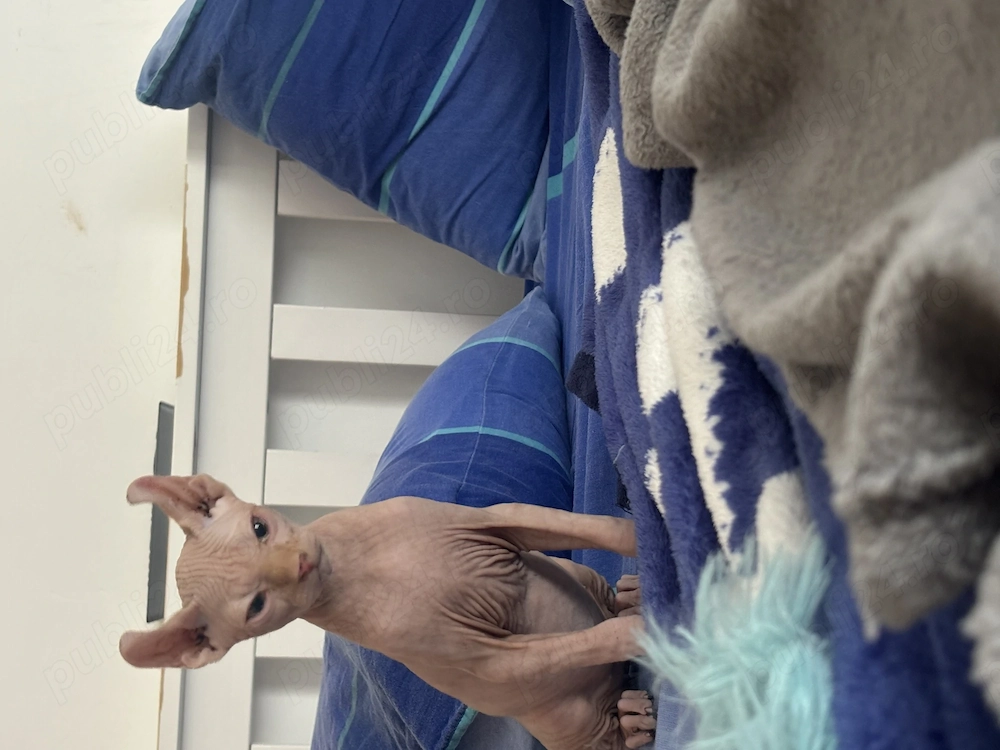 Vând Sphinx Elf negociabil 