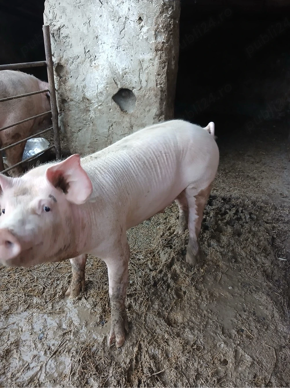 porc de vanzare