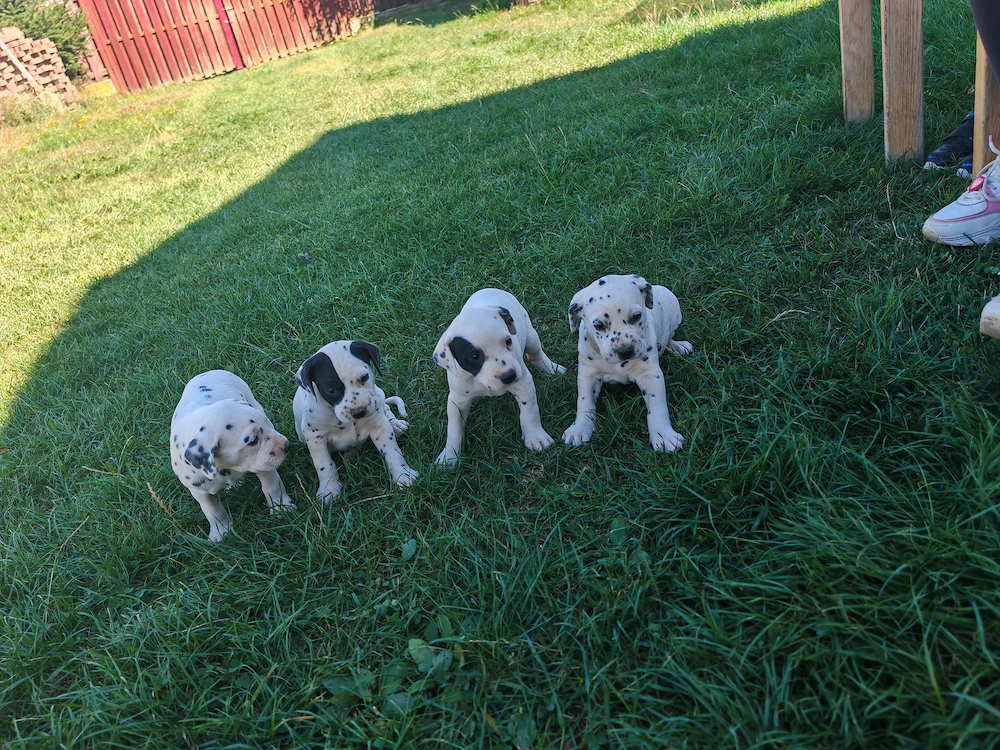 Pui Dalmatian 
