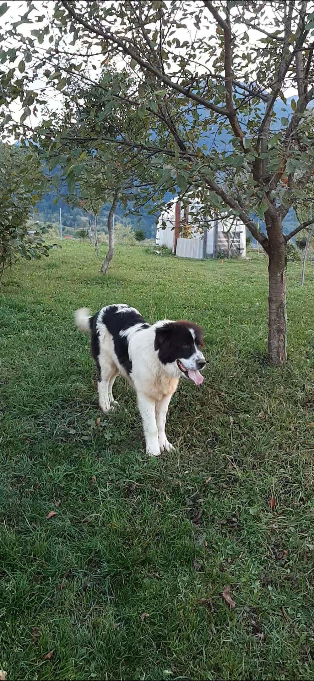 Ciobanesc de bucovina