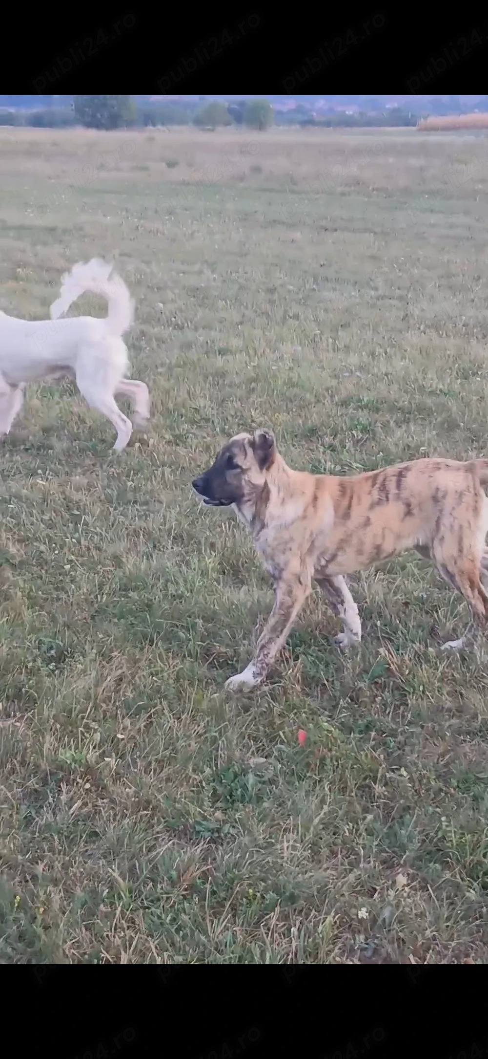 Disponibilă Femela kangal 