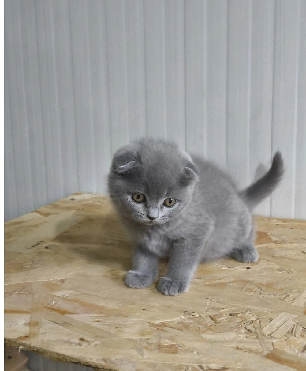 Scottish fold blue 