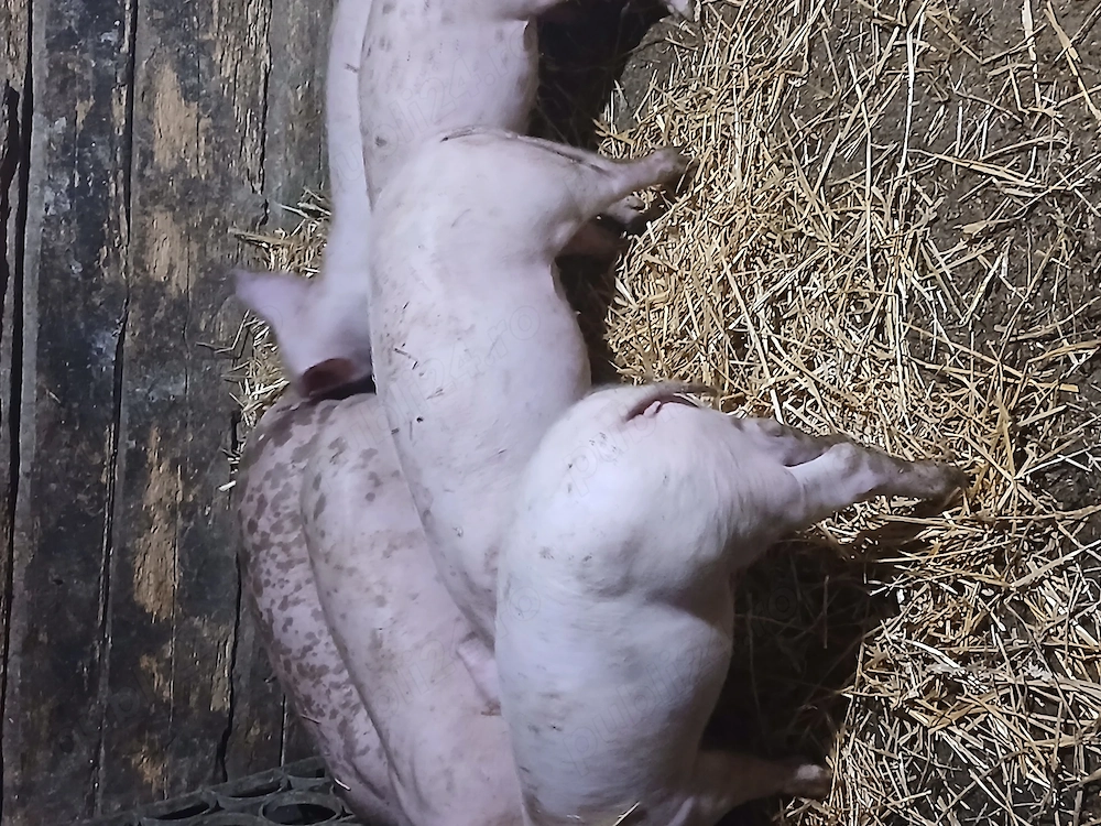 Purcei de 8 saptamâni
