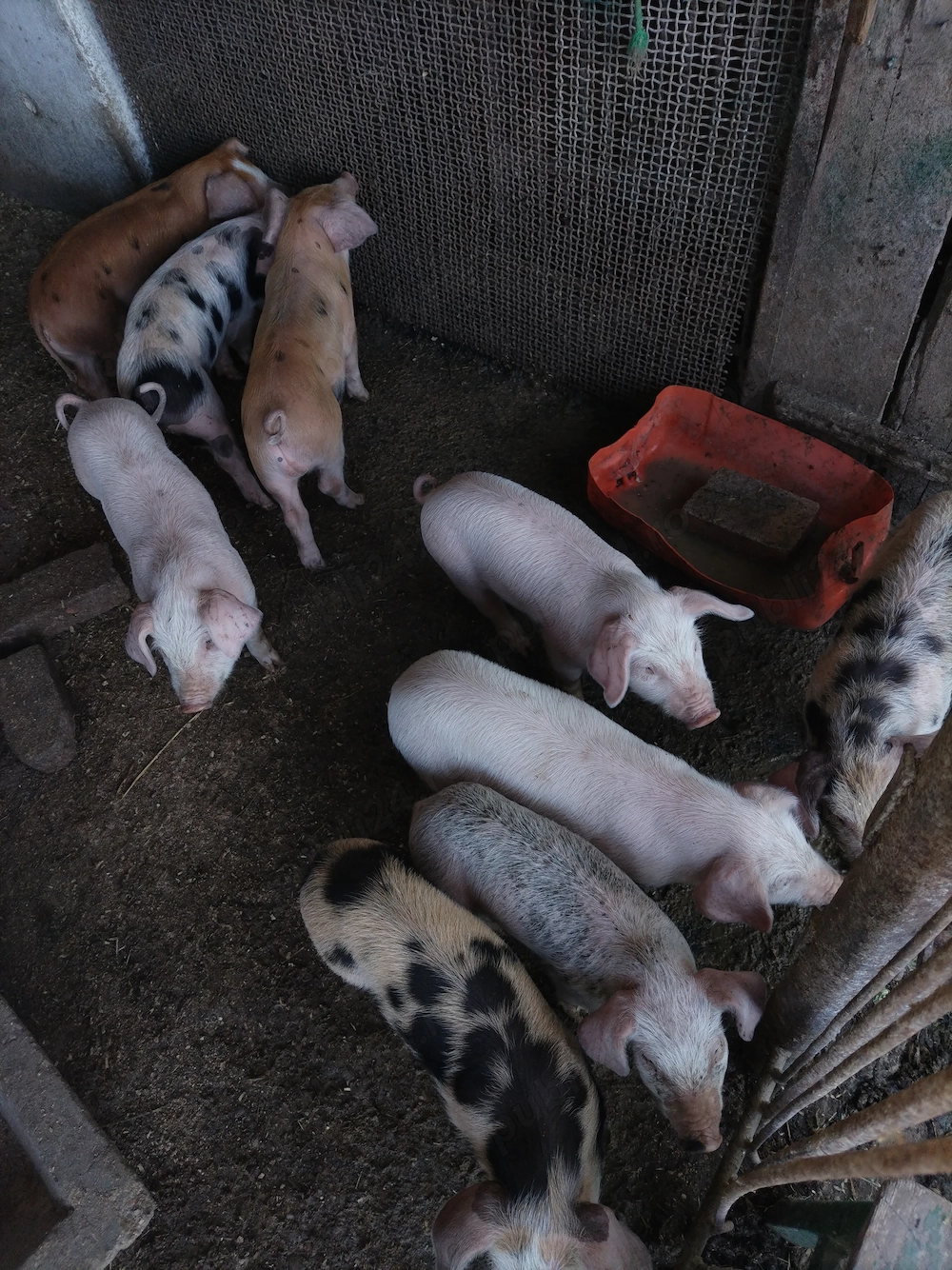 Vând purcei rasa Duroc cu marele alb