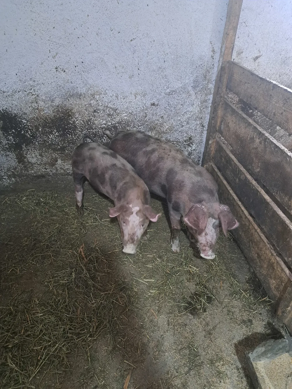 Purcei de vanzare 