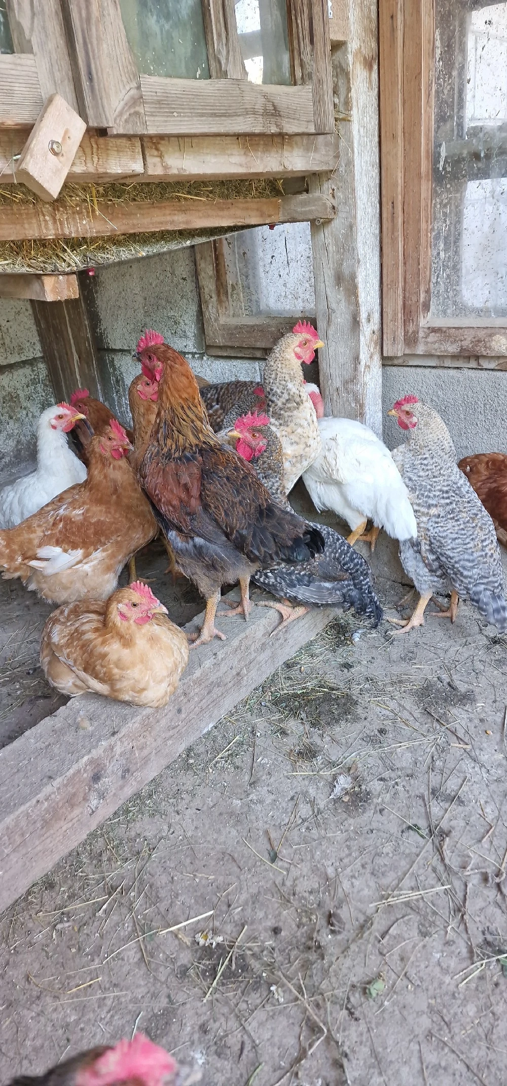 Cocoșei BIO