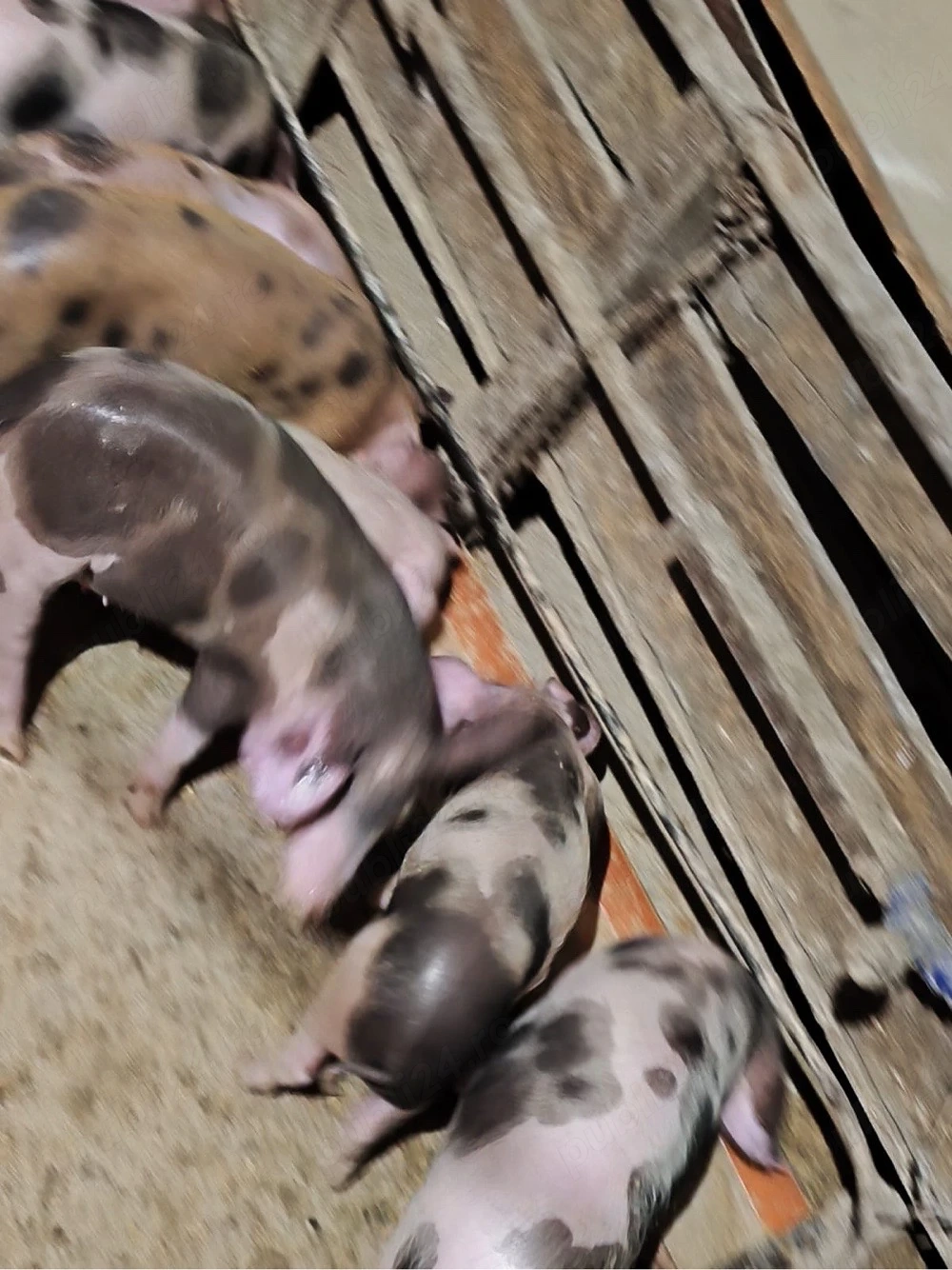 Purcei Pietrain   Duroc de vânzare! 