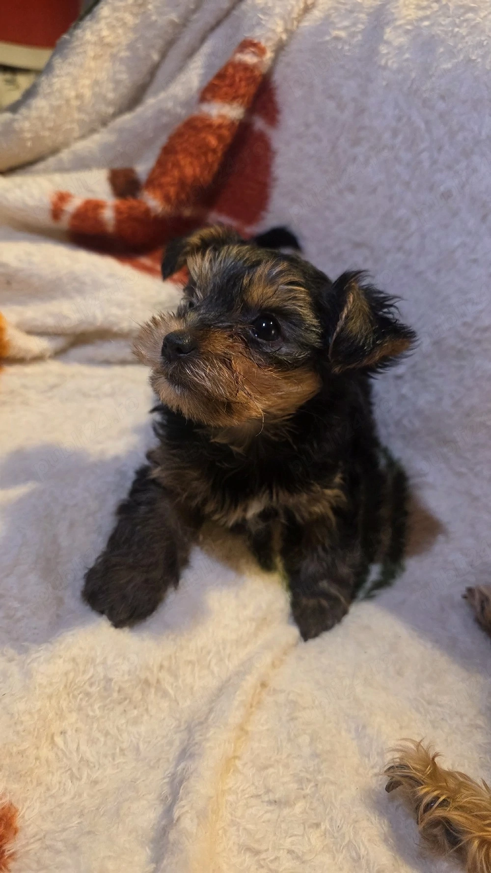 yorkshire terrier toy