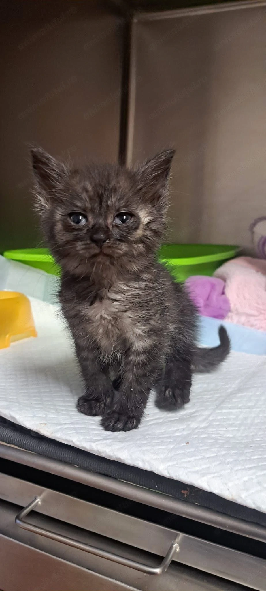 Koala caută familie foster