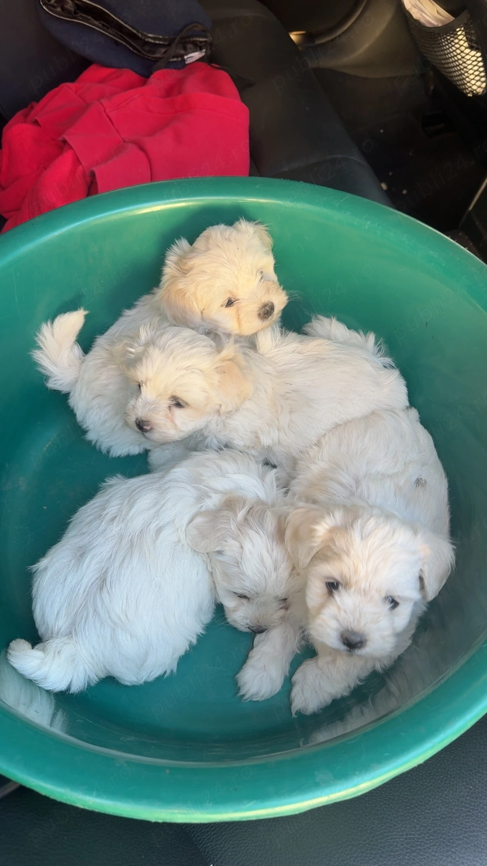 Catei Bichon Maltez de vanzare 