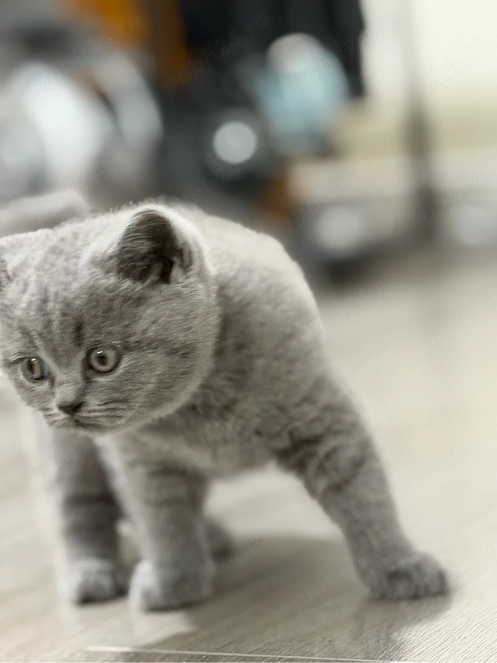 british shorthair blue 