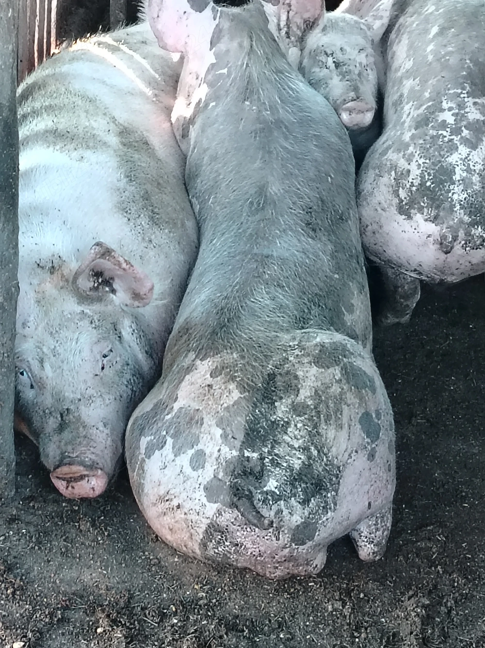 Vând porci 45 kg și 70, din rasele Marele Alb și Pietrain.