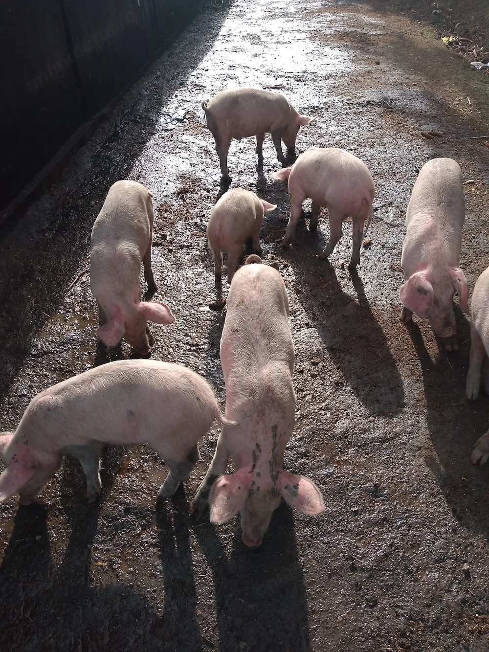 Vand purcei de Marele Alb cu Pietrain si 2 purcele castrate de 120+ kg 
