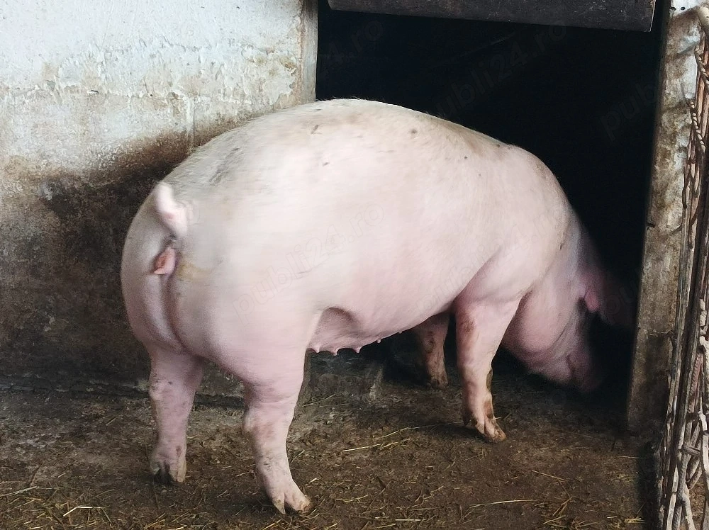 Porc 160-170 kg 