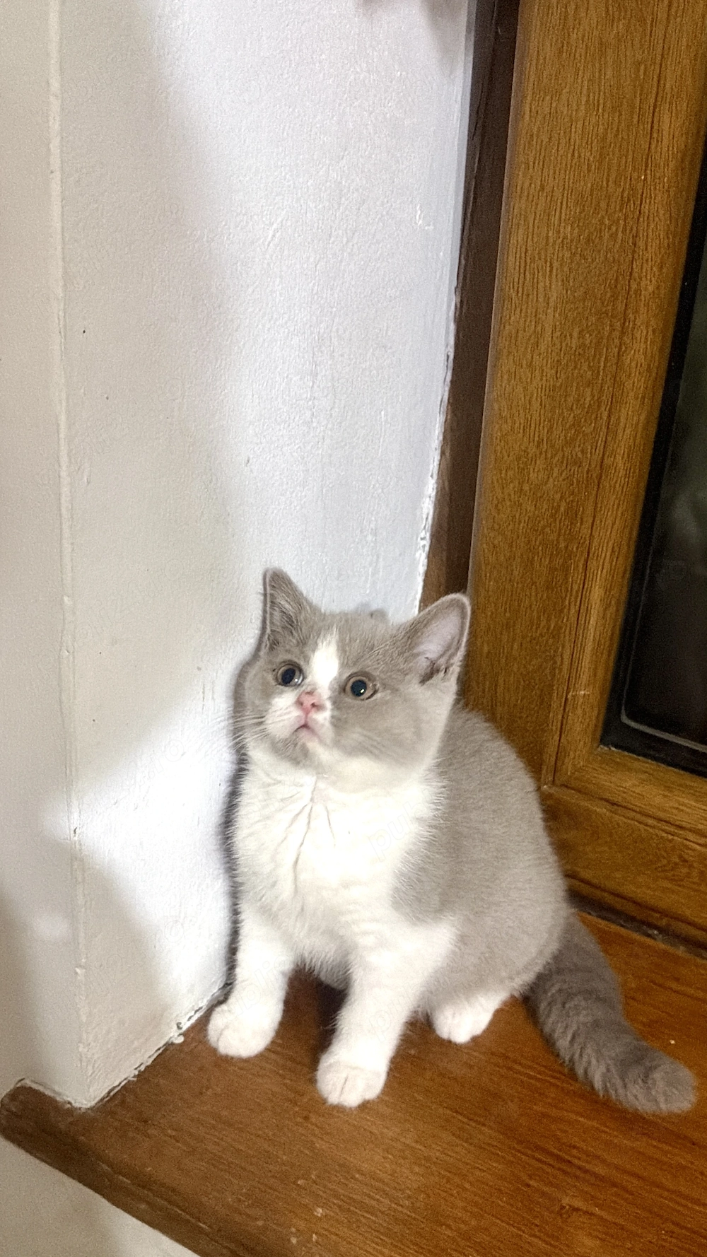 Fetița, cu pedigree, British shorthair, bicolor lila cu alb 