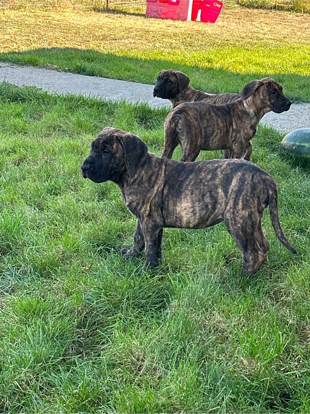 Catei presa canario