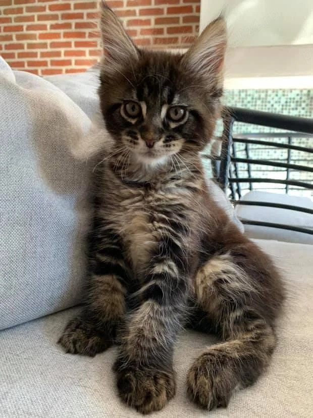 Maine coon pisoiași
