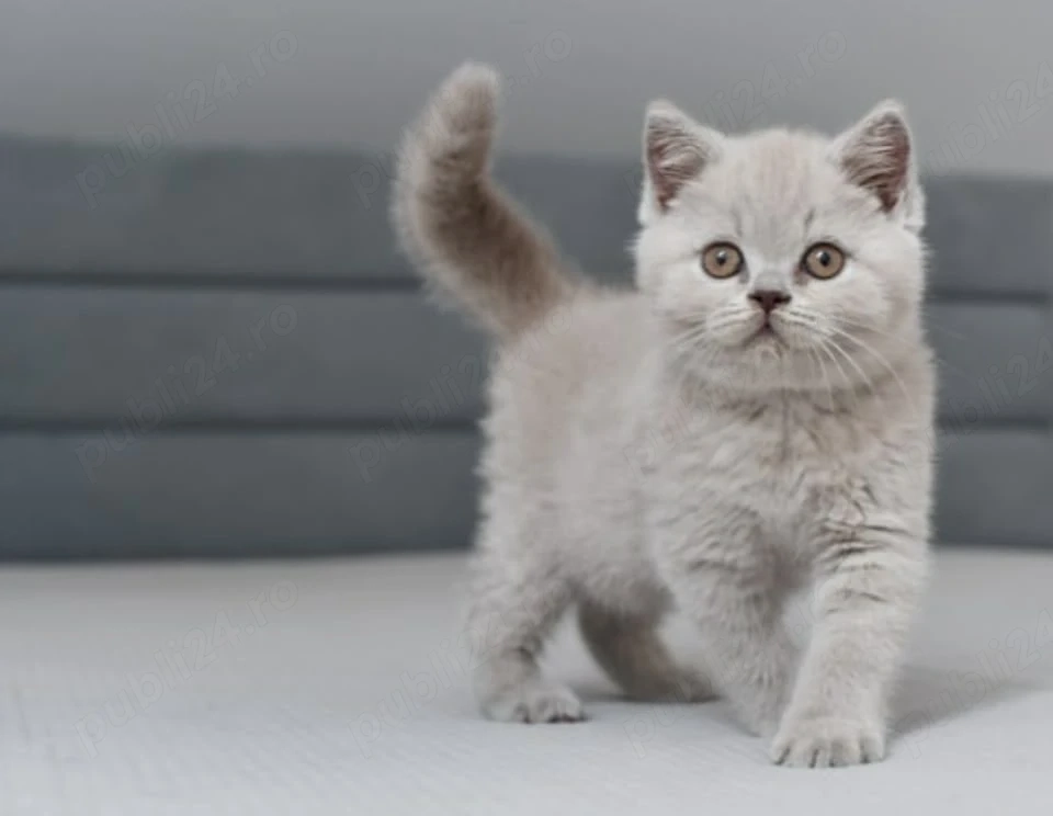 British Shorthair Lilac