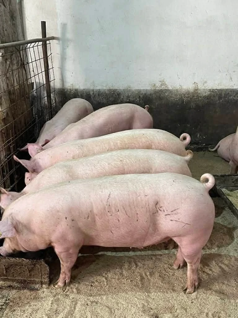 Porci de carne crescuti cu porumb si uruiala de la 120 kg pana la 160 kg 