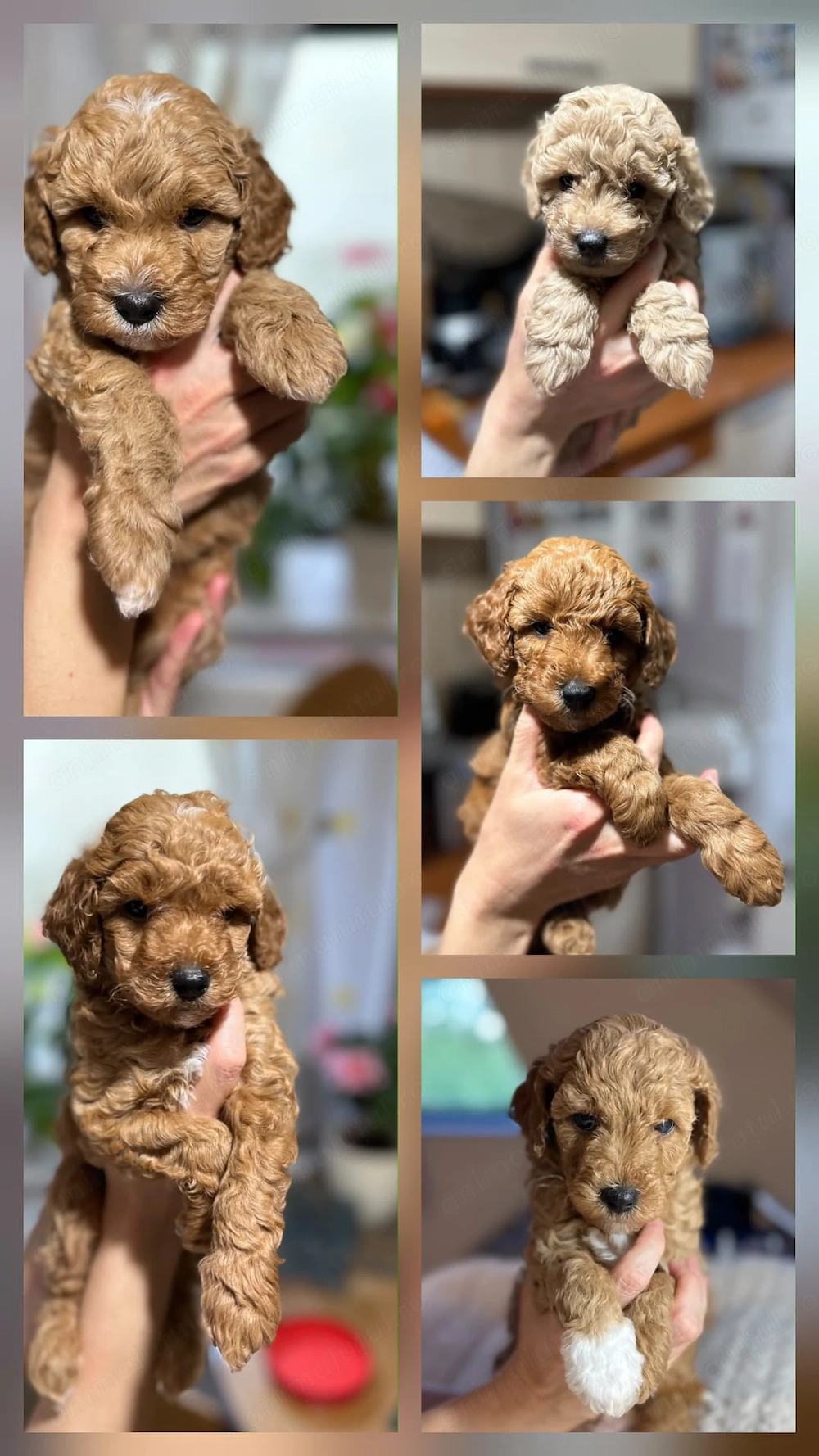 Caniche Pudel pitic pui
