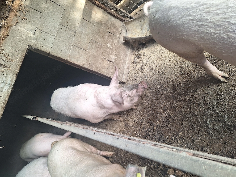Vand porci 