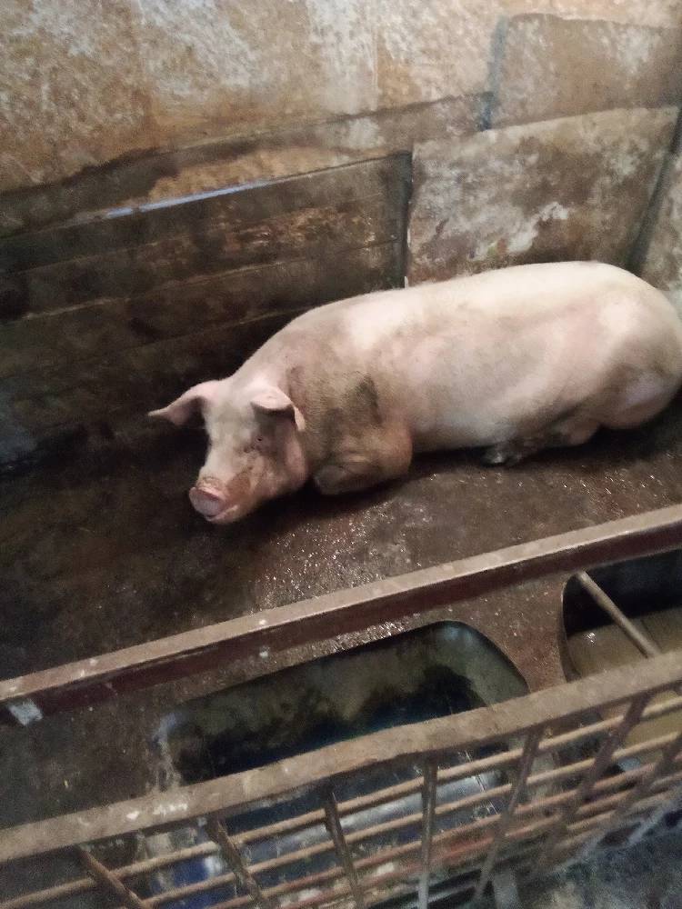 vinzari porci