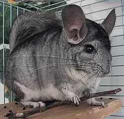 2 baietei de Chinchilla de vanzare