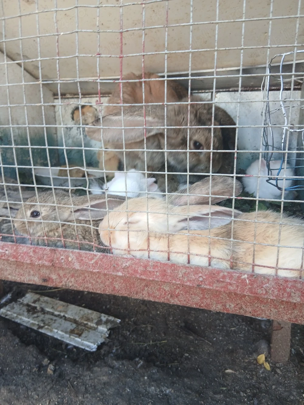 Disponibili Rasa de iepuri Uriaș Belgian!
