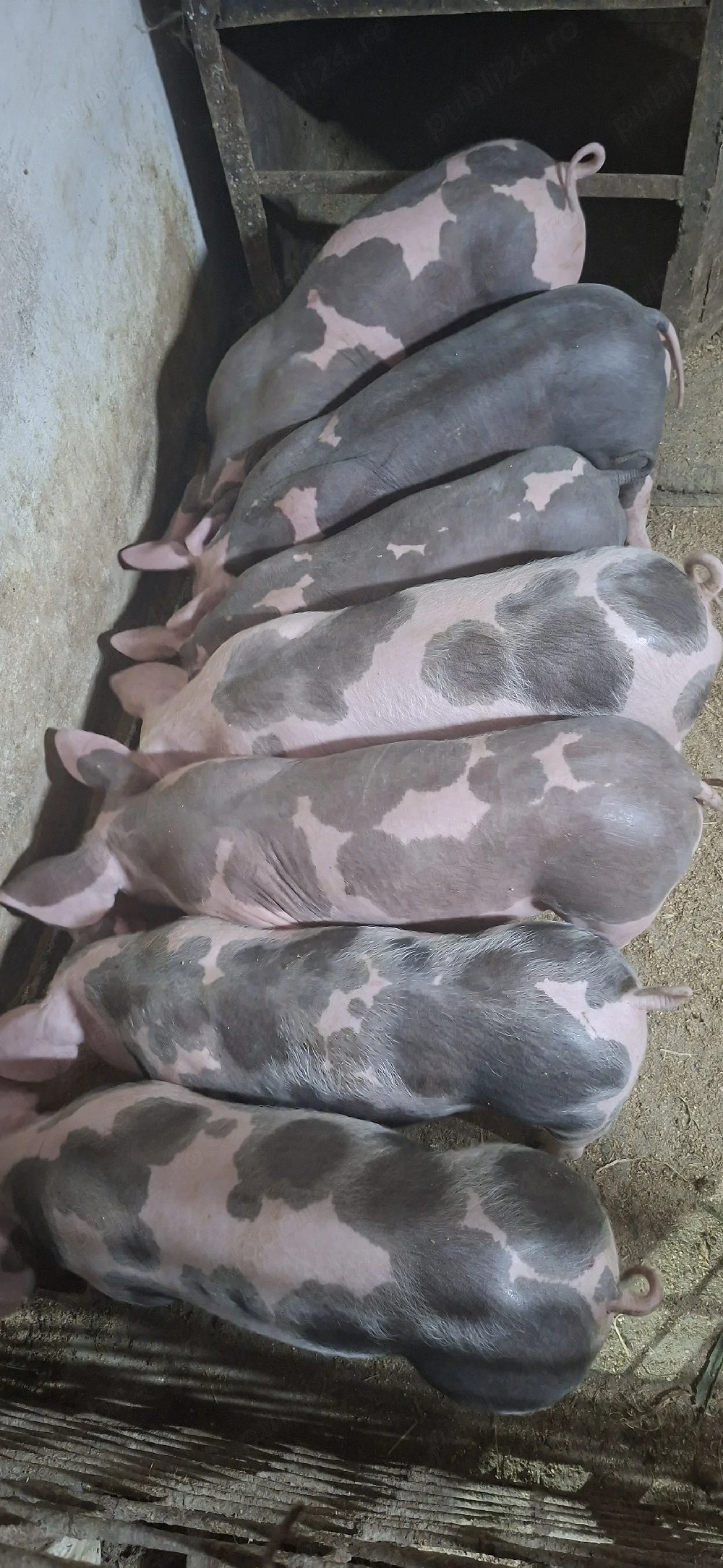 Purcei pietrean belgian