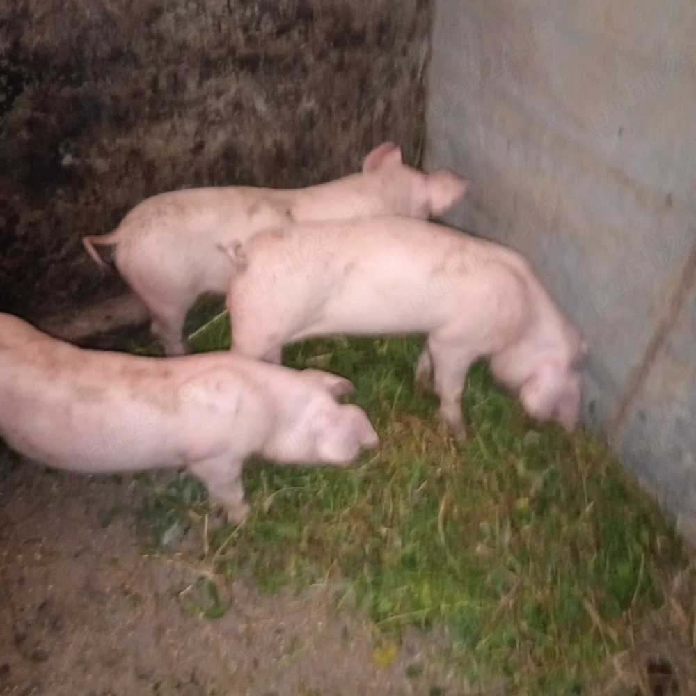 vind tot ce se vede 20 bucăți de marele alb de carne șoldani.purcei.porci mari de sacrificat 
