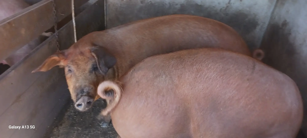 Porci duroc de vânzare 