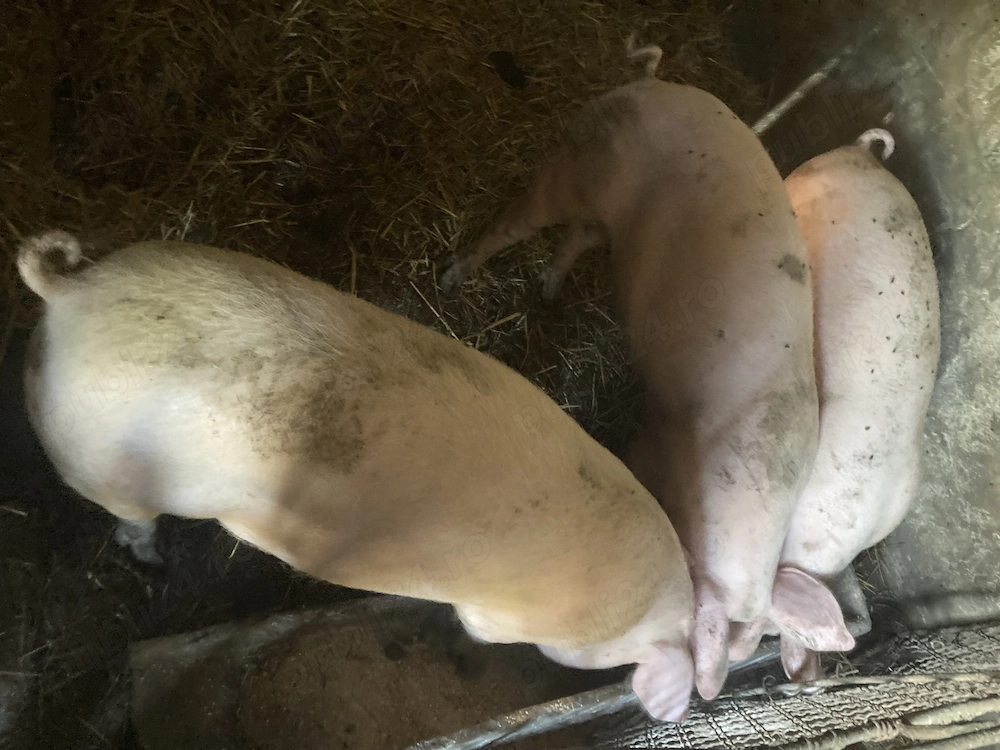 Vand porci rasa landras